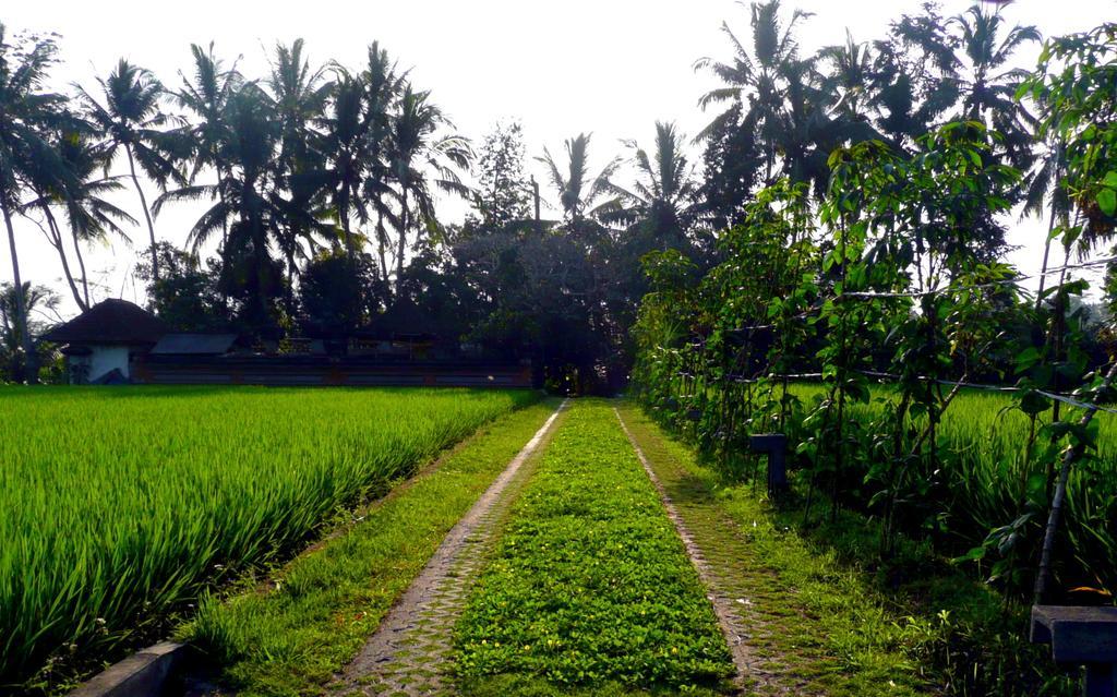 Villa Viola Ubud Exteriér fotografie