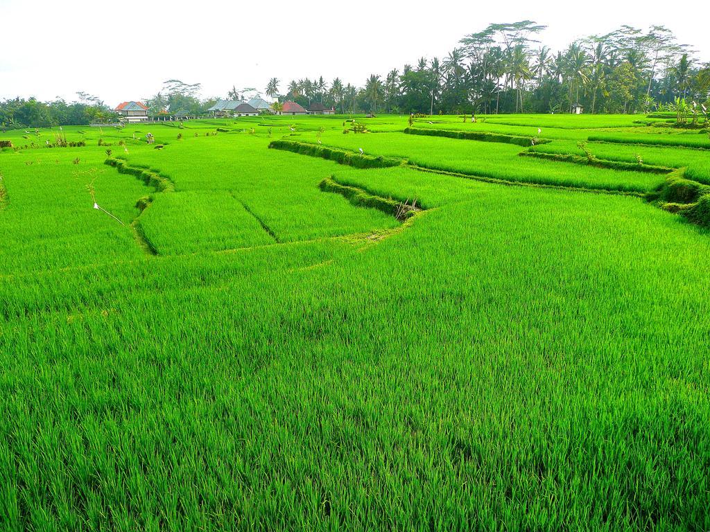Villa Viola Ubud Exteriér fotografie