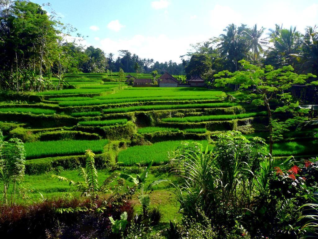 Villa Viola Ubud Exteriér fotografie