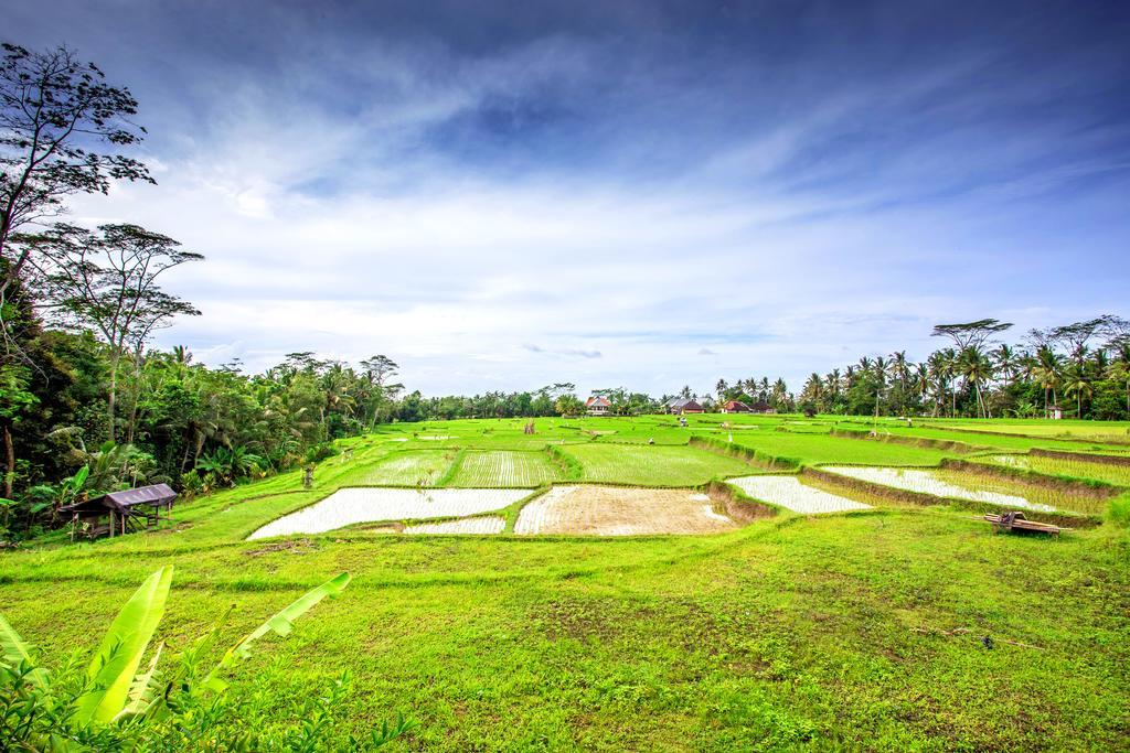 Villa Viola Ubud Exteriér fotografie